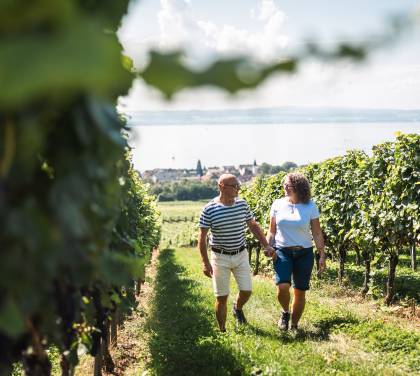 Paar läuft durch die Reben am Bodensee