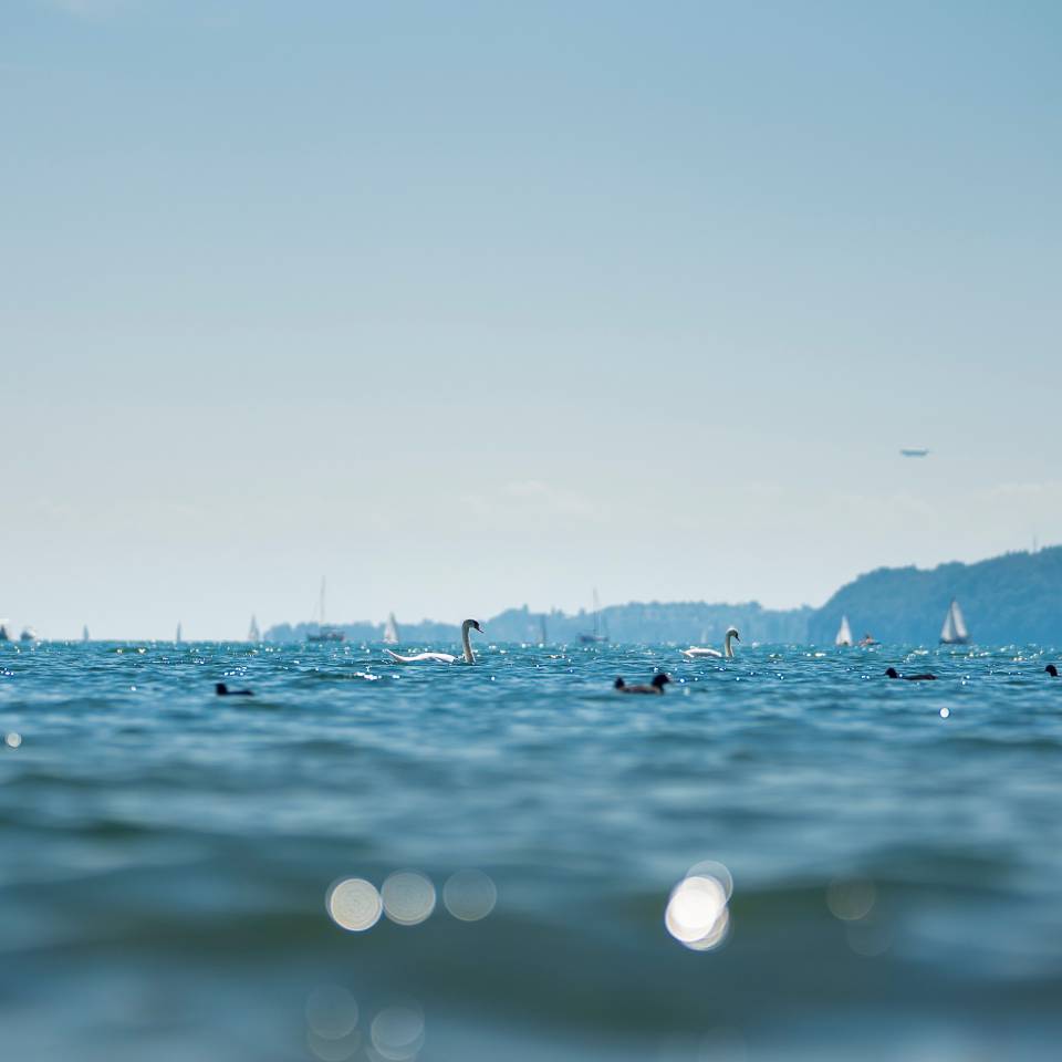 Schwäne und Boote auf dem Bodensee