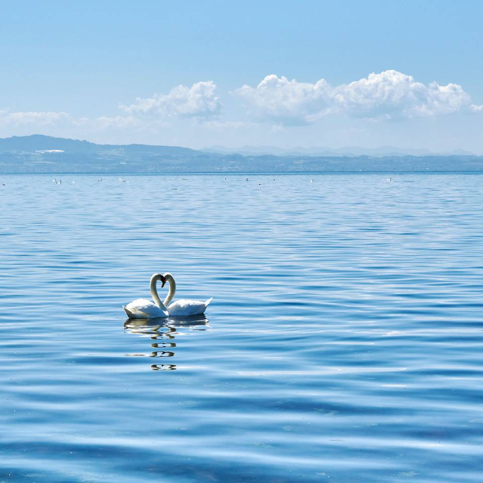 Ein Schwäne Paar auf dem Bodensee